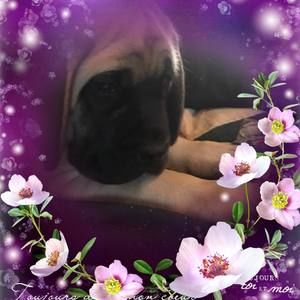 Meet your Posher, Skye